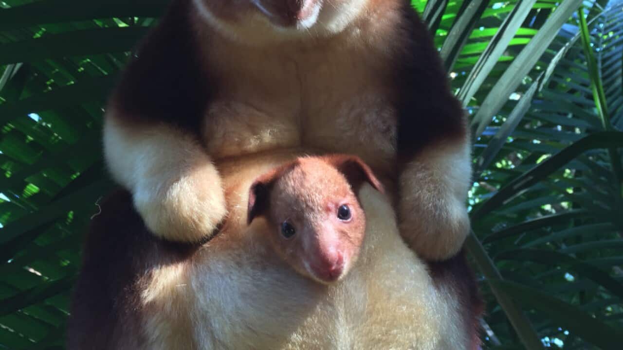 Tree Kangaroo