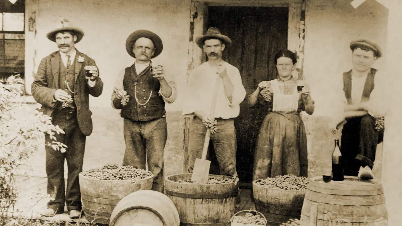 Un'iconica immagine della vineria della famiglia Pezzutti