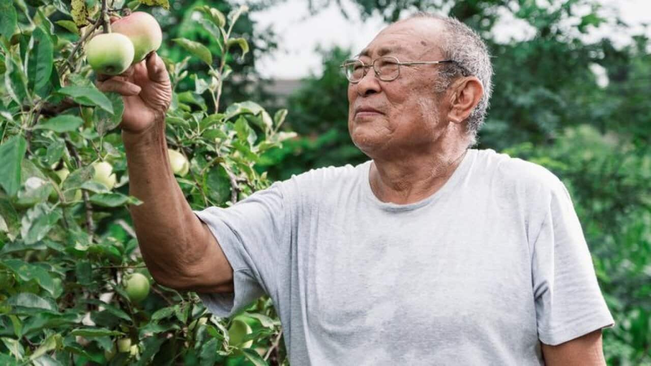 Senior Man Holding and Looking at Green Apples on Tree Branch