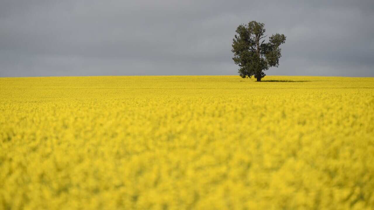 A single tree is seen within a Canola field in the NSW Riverina area near Lockhart, 80km west of Wagga Wagga, Wednesday, Sept. 10, 2014. (AAP Image/Lukas Coch) NO ARCHIVING