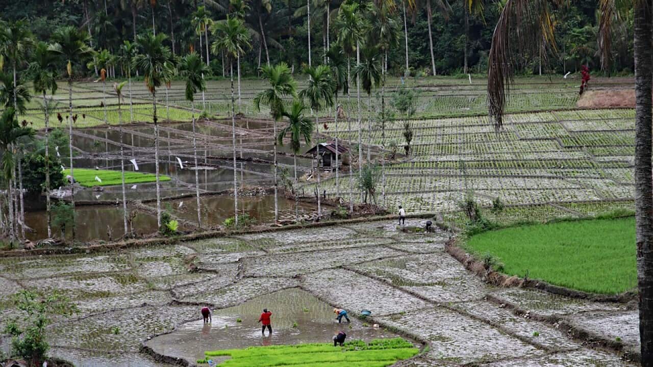 Sumatra, Rice field, Rice fields image.