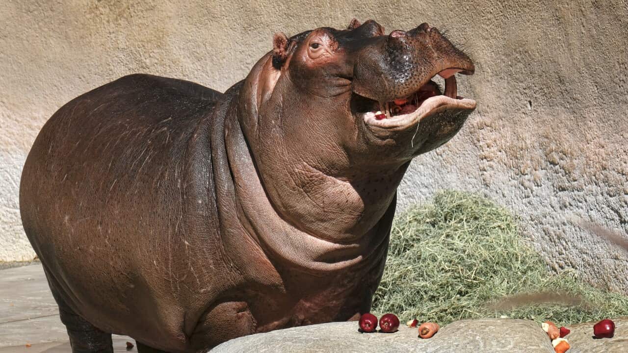 Hippo