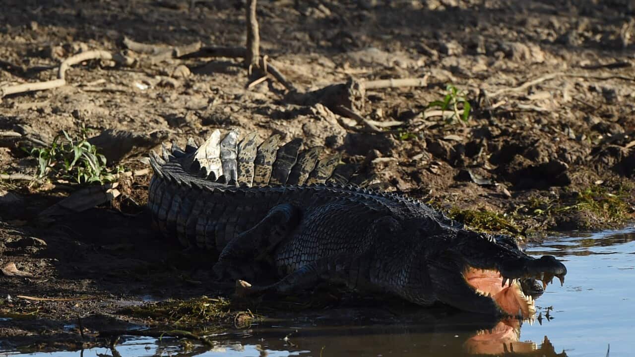 A crocodile suns itself on the bank in Yellow Water