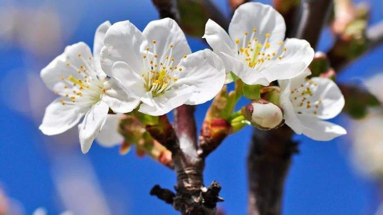 Fruit tree in spring