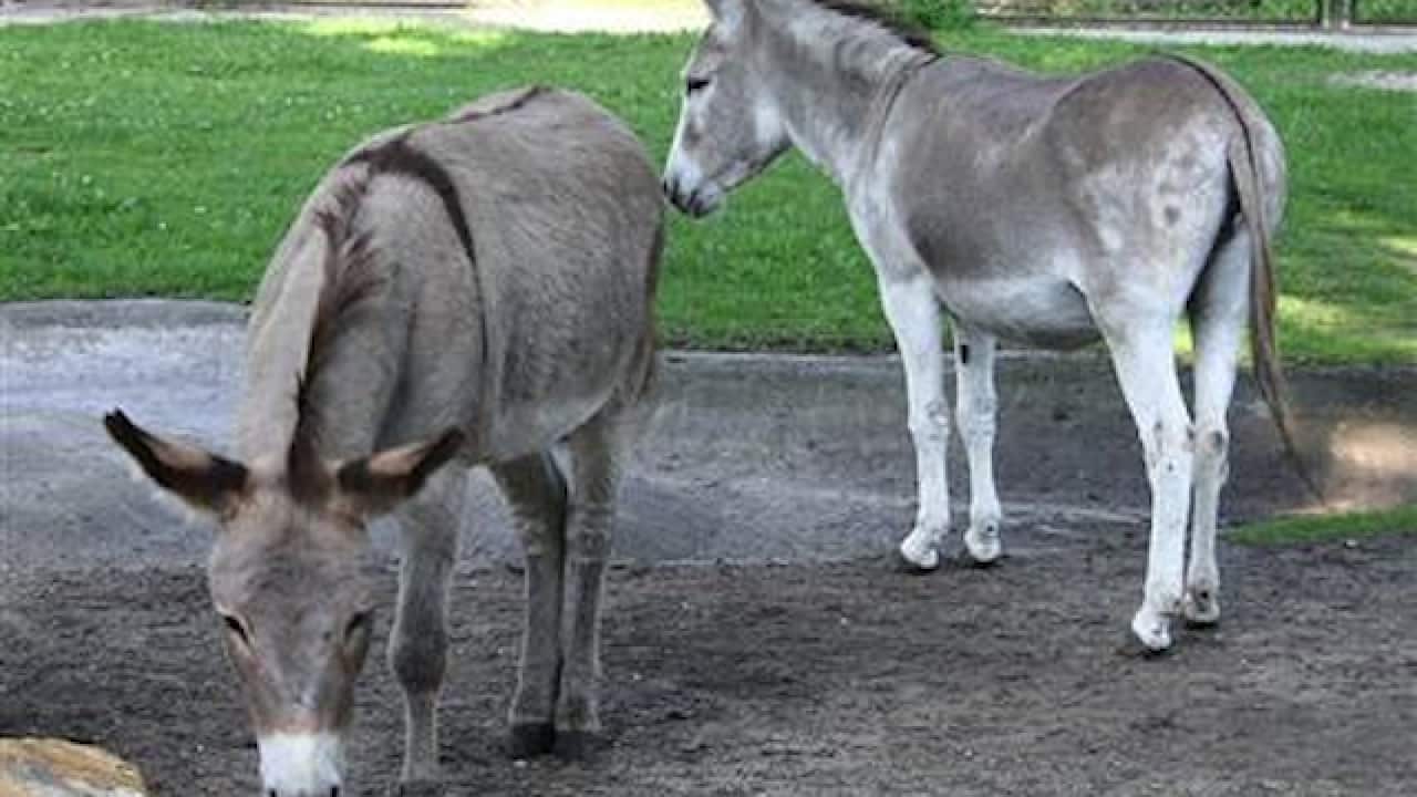 In this file photo from Aug. 11, 2010, two donkeys, Napoleon, left, and Antosia, at a zoo in Poznan, Poland. (File: AP/Joanna Piechorowska)