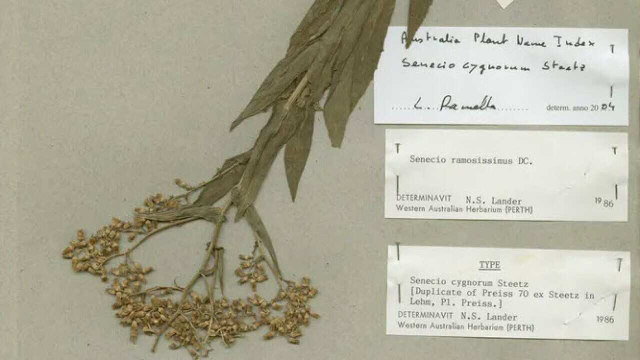 Johann August Ludwig Preiss Curtin University Perth Anna Haebich SBS German