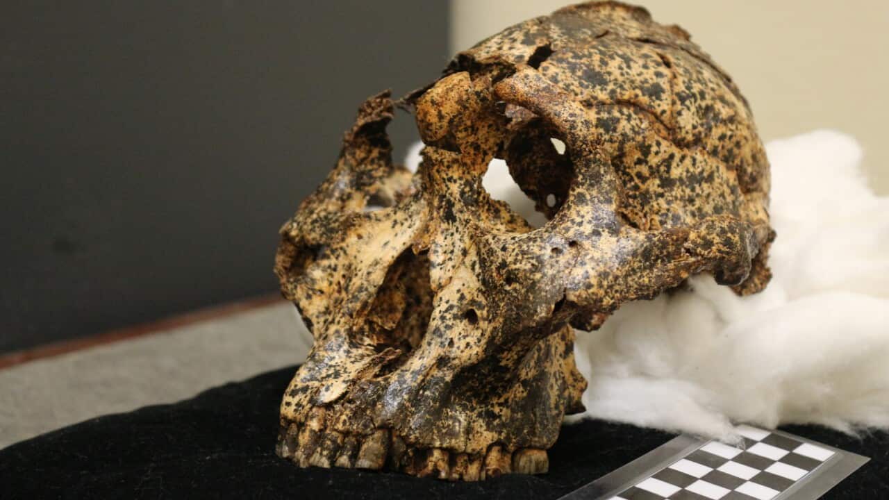 A two million-year-old skull of discovered in South Africa’s Cradle of Humankind.