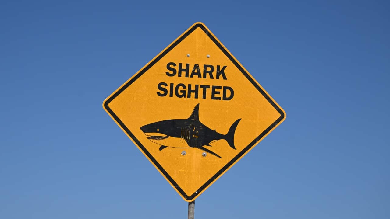 FATAL SHARK ATTACK SYDNEY