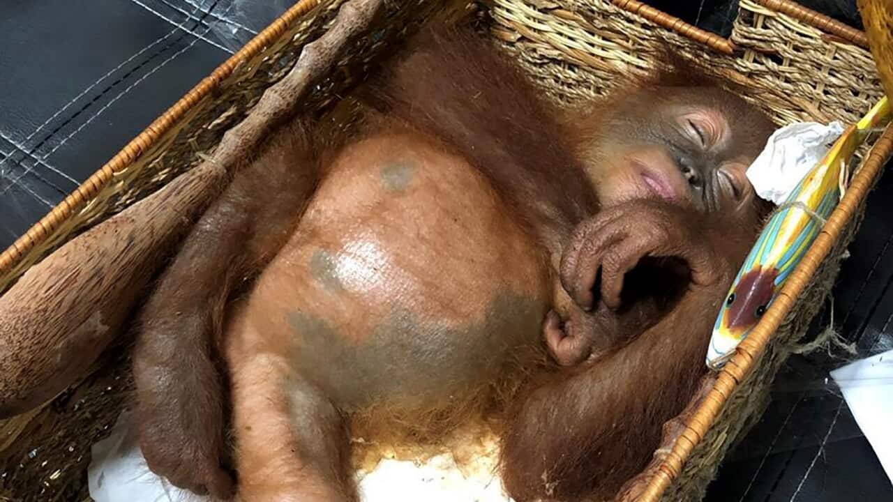 The two year old orangutan which was drugged and placed in a small basket.