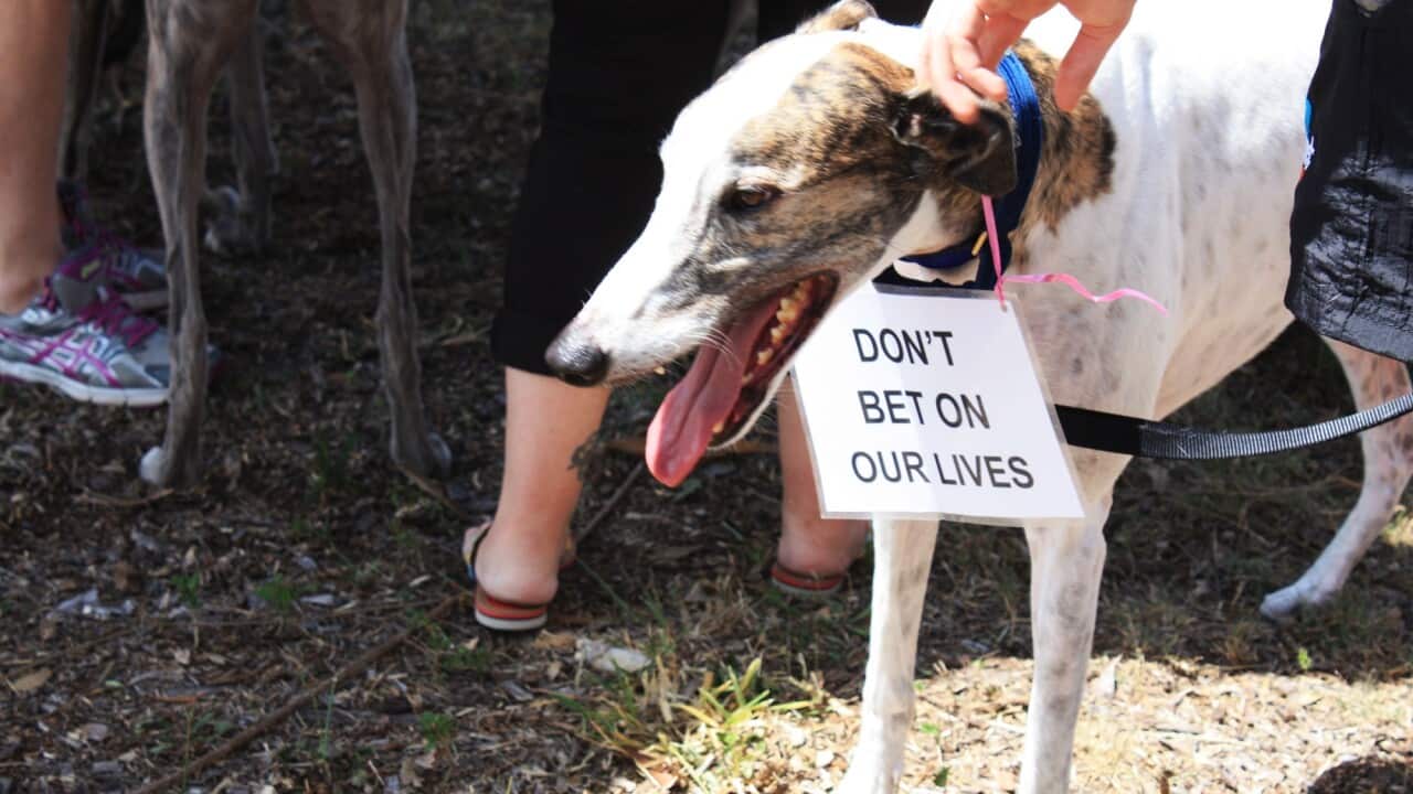 A dog wears an anti-racing sign at a protest against a proposed new greyhound racing facility in Queensland (AAP)