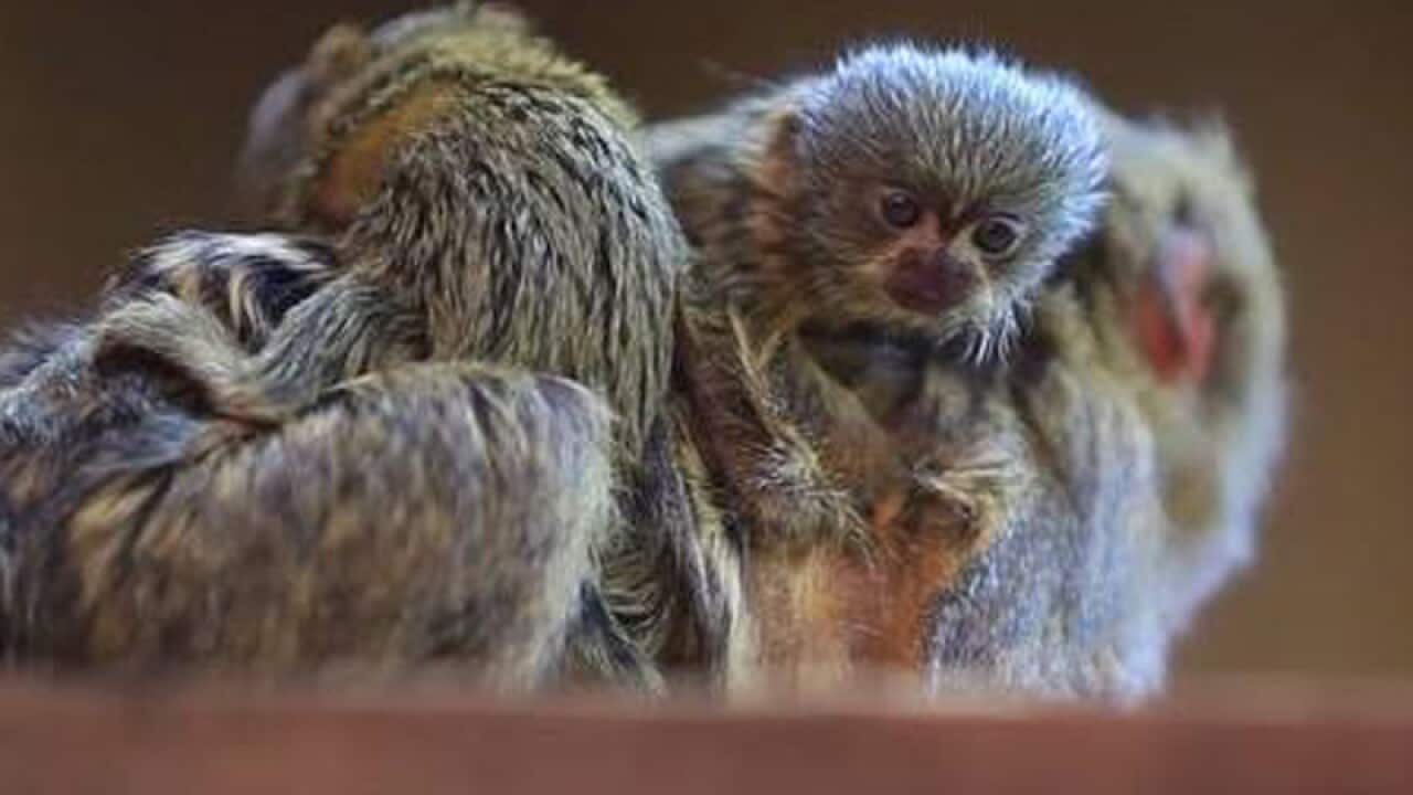 Three Pygmy Marmoset monkeys