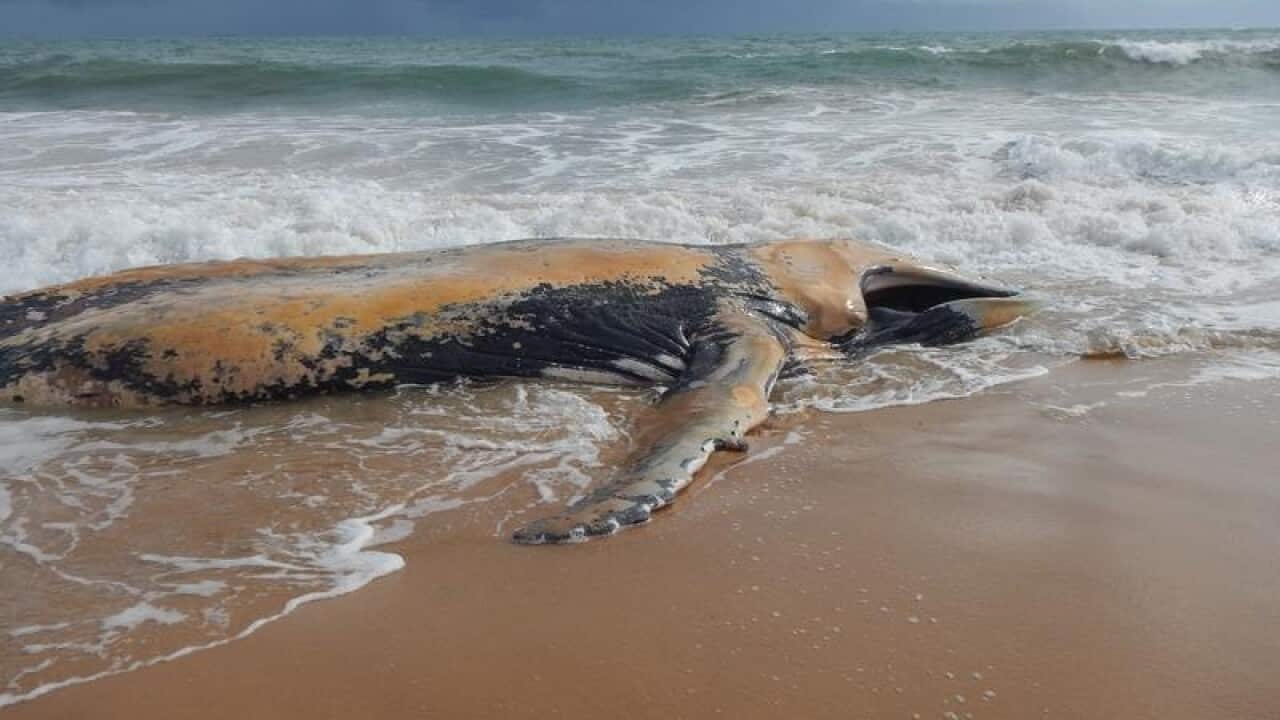 A beached whale on a WA beach on the state's south-west