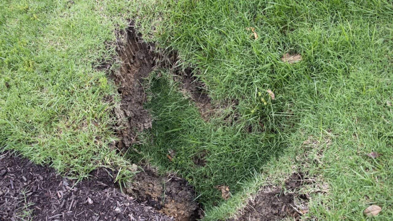 Lawn Repairing