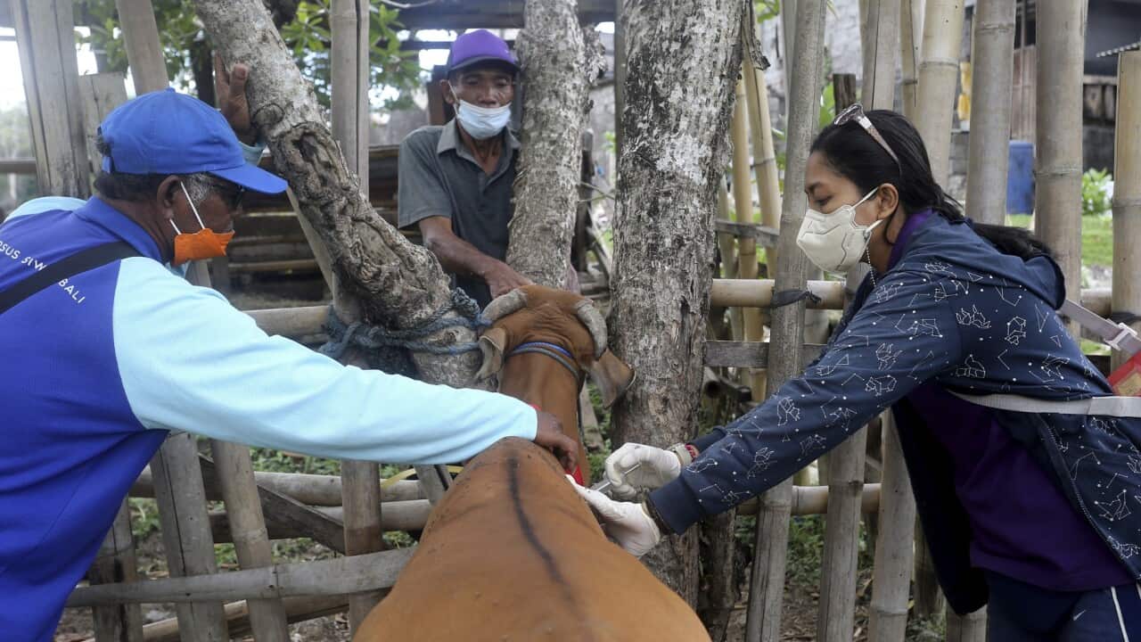 foot and mouth disease