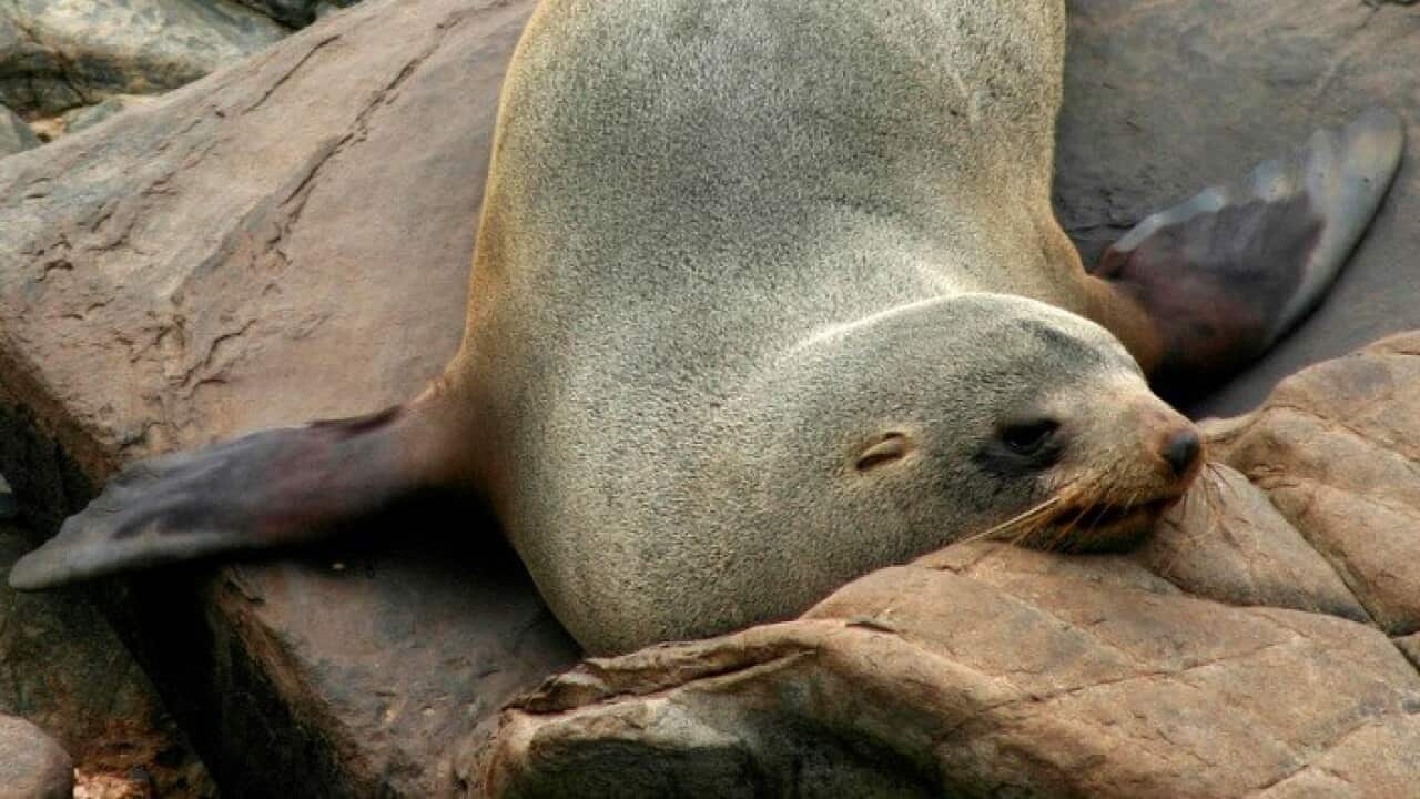 An Australian fur seal at Kangaroo Island in South Australia
