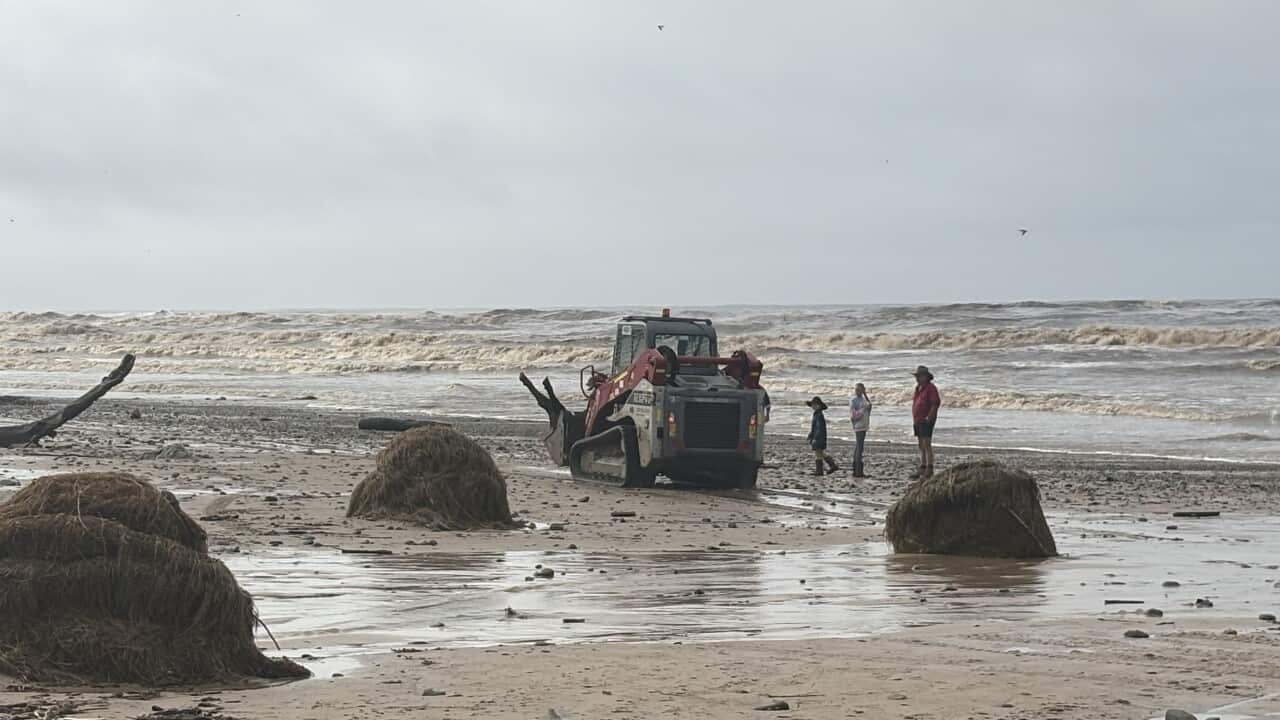 A beach strewn with debris including sticks, and bales of hay, with a tractor in the distance carrying a dead cow off the beach, the legs of the dead cow visible, rough and brown coloured waves crash into the shoreline.