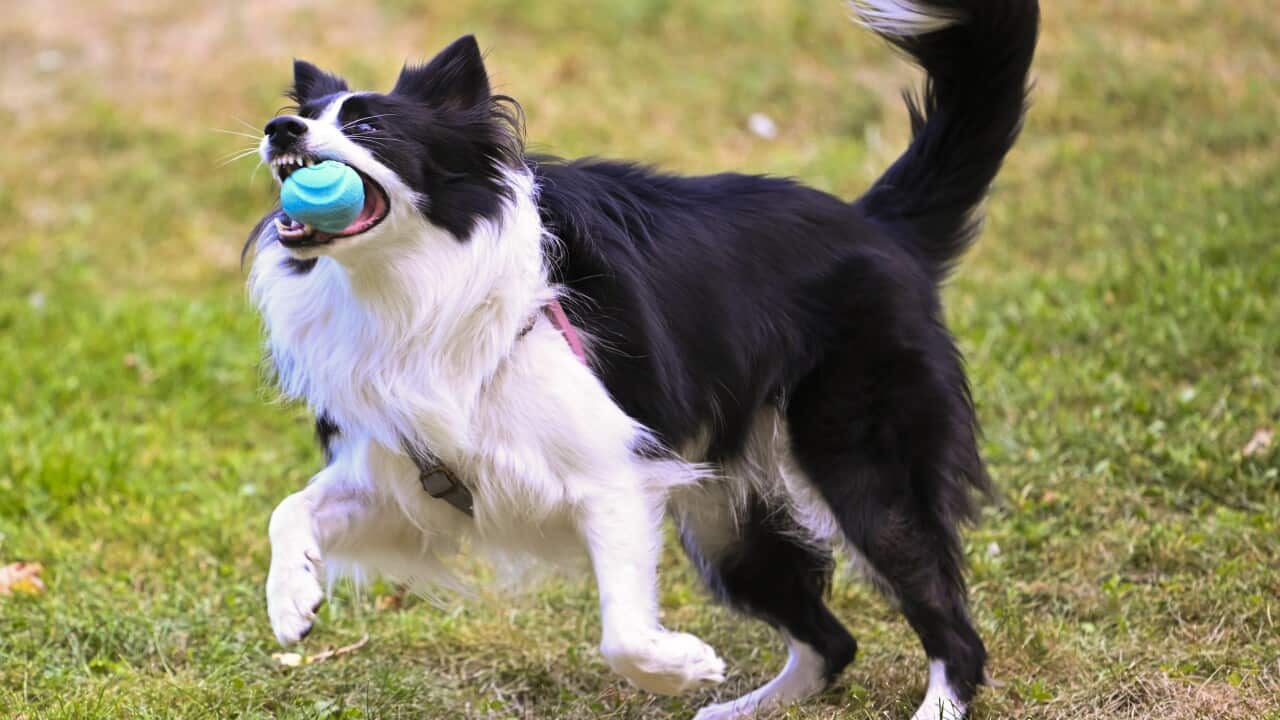 A black and white border collie is captured mid-stride, on green grass with a turquoise ball firmly in its mouth.