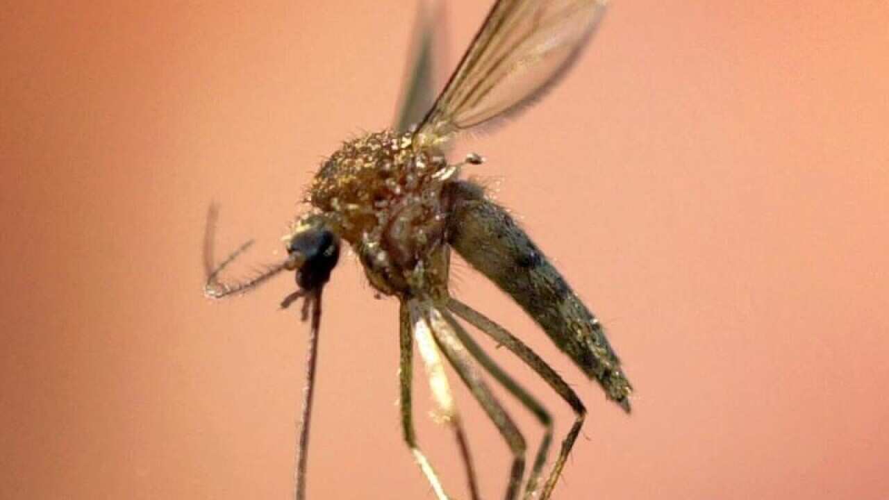 Mosquito held by tweezers