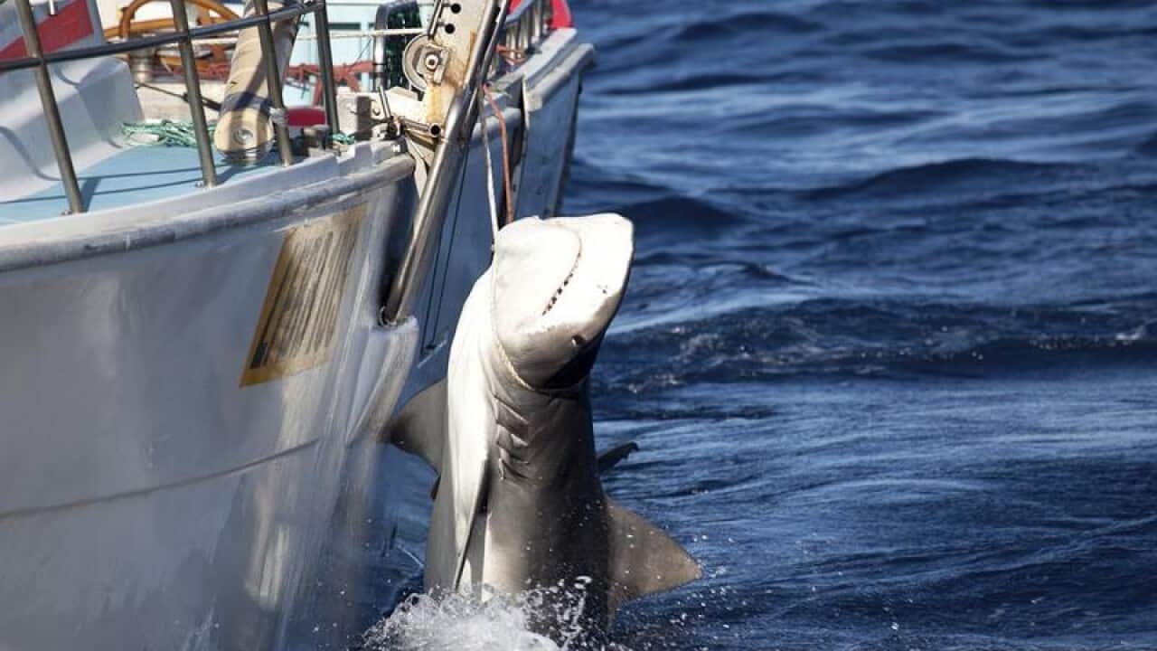Australia Shark Cull