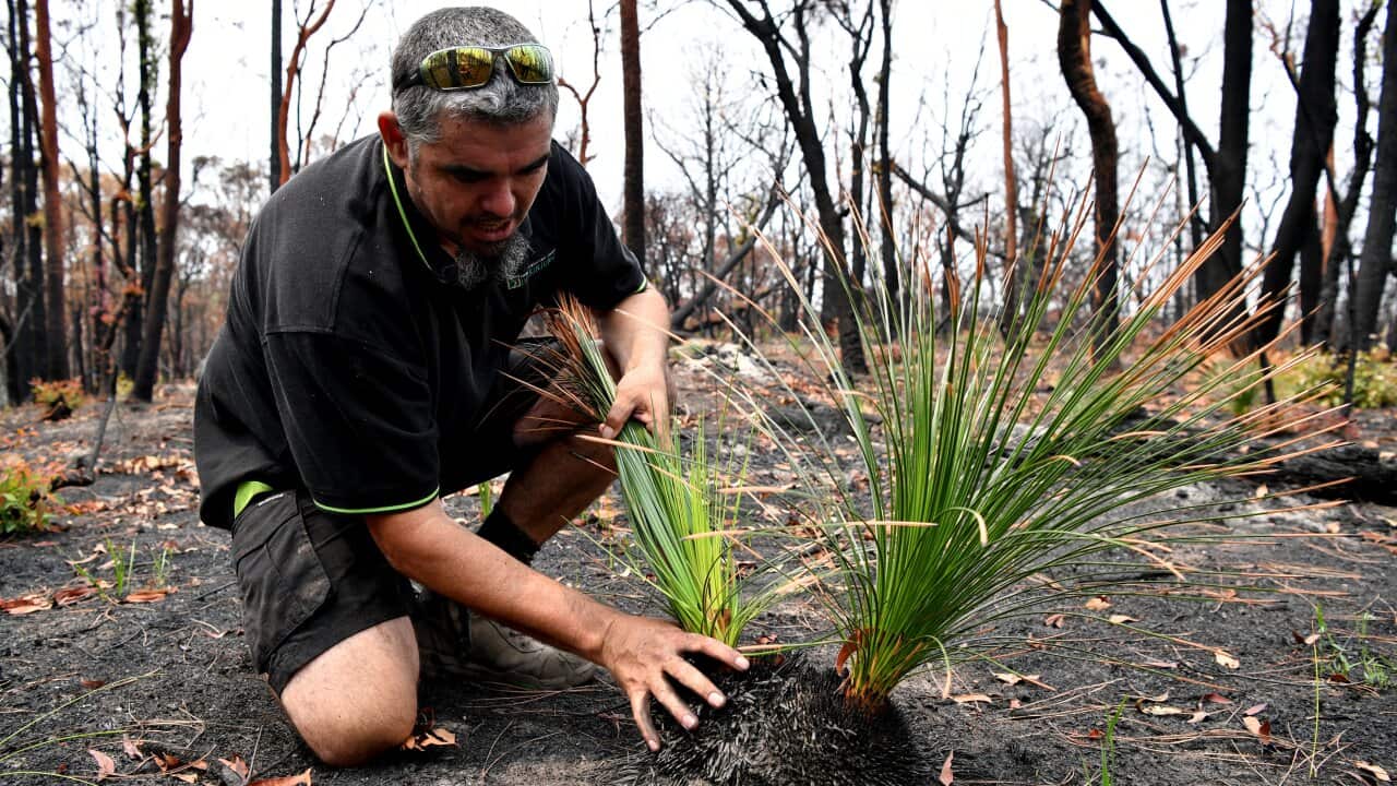 Kelvin Johnson from the Darkinjung Local Aboriginal Land Council inspects the root of an Xanthorrhoea Australis or Black Boy plant.