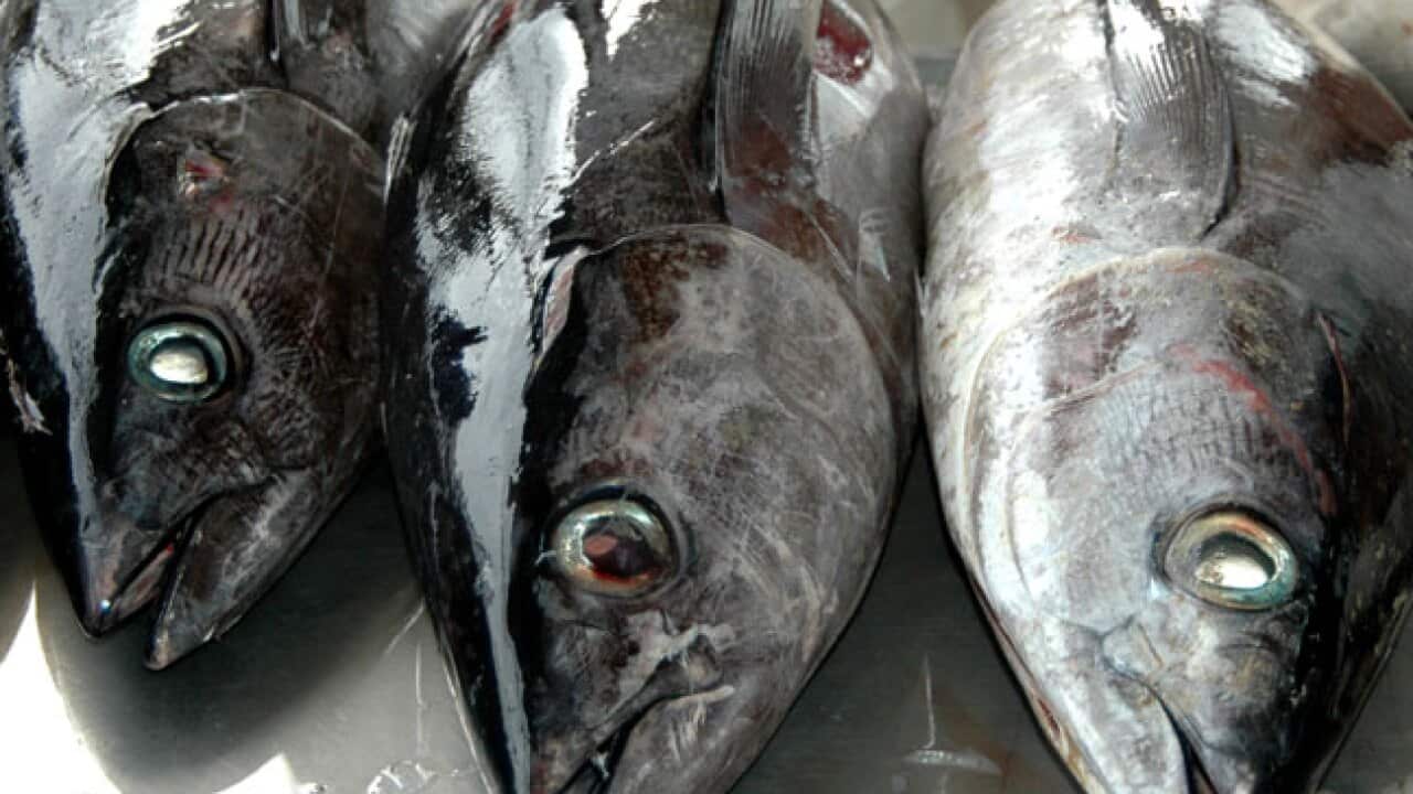 tuna_fishing_120807_B_aap_75151751