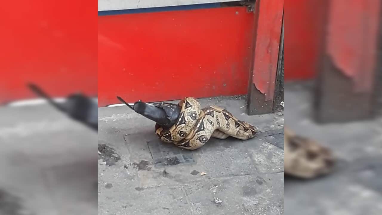 snake