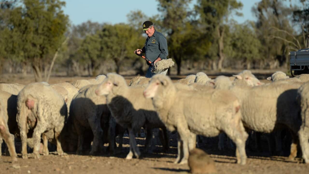 Drought relief package for struggling farmers doubled | SBS News | SBS News