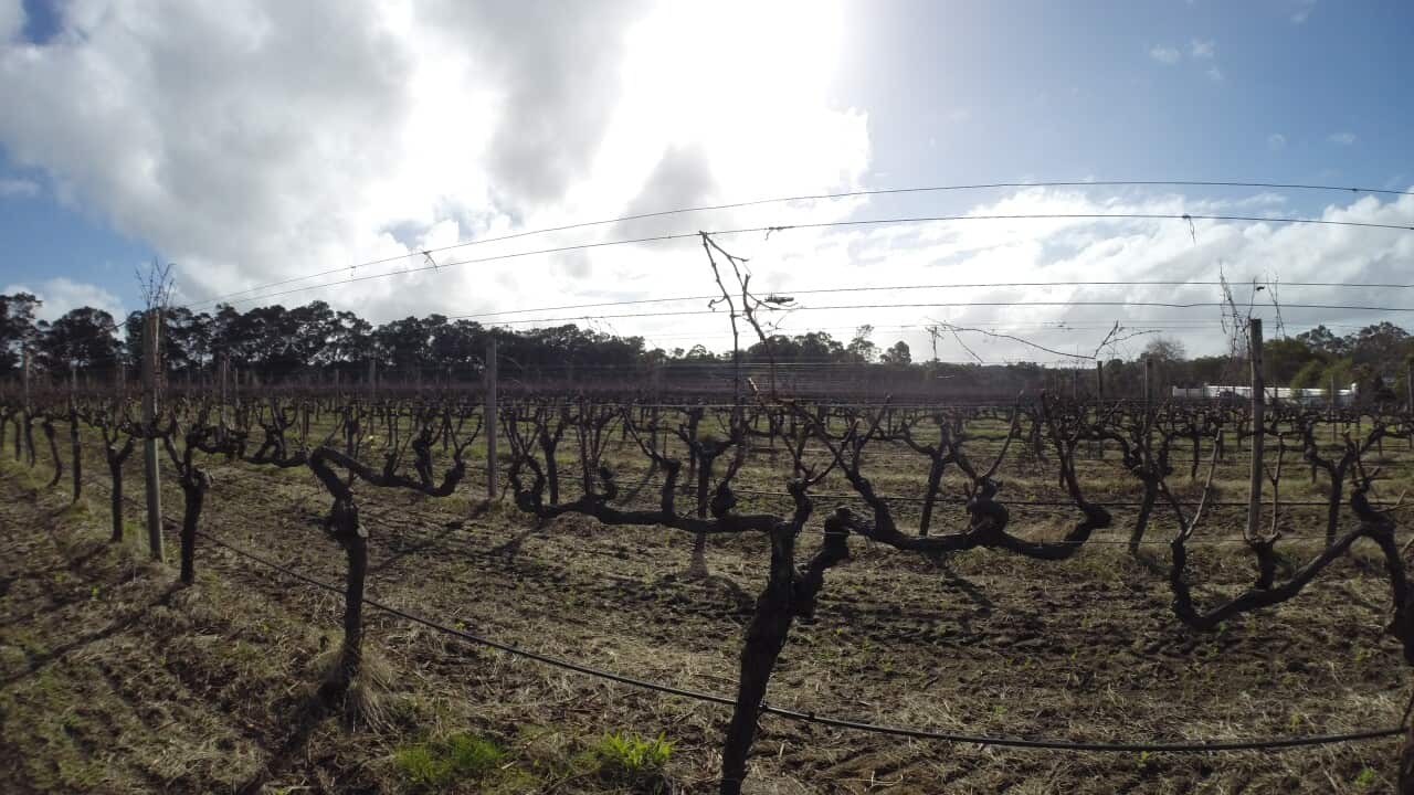 The skies may be clearing up for Australian wine exports to China. (SBS)