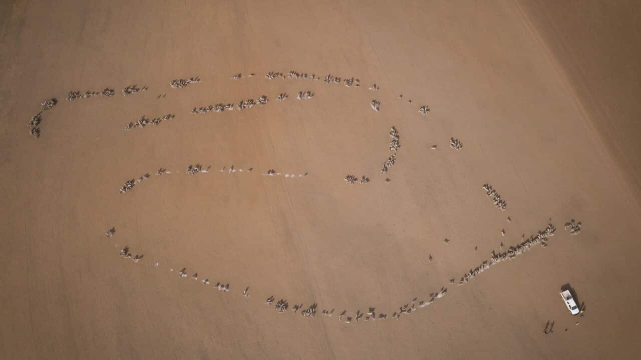 New South Wales Farmers Battle Crippling Drought