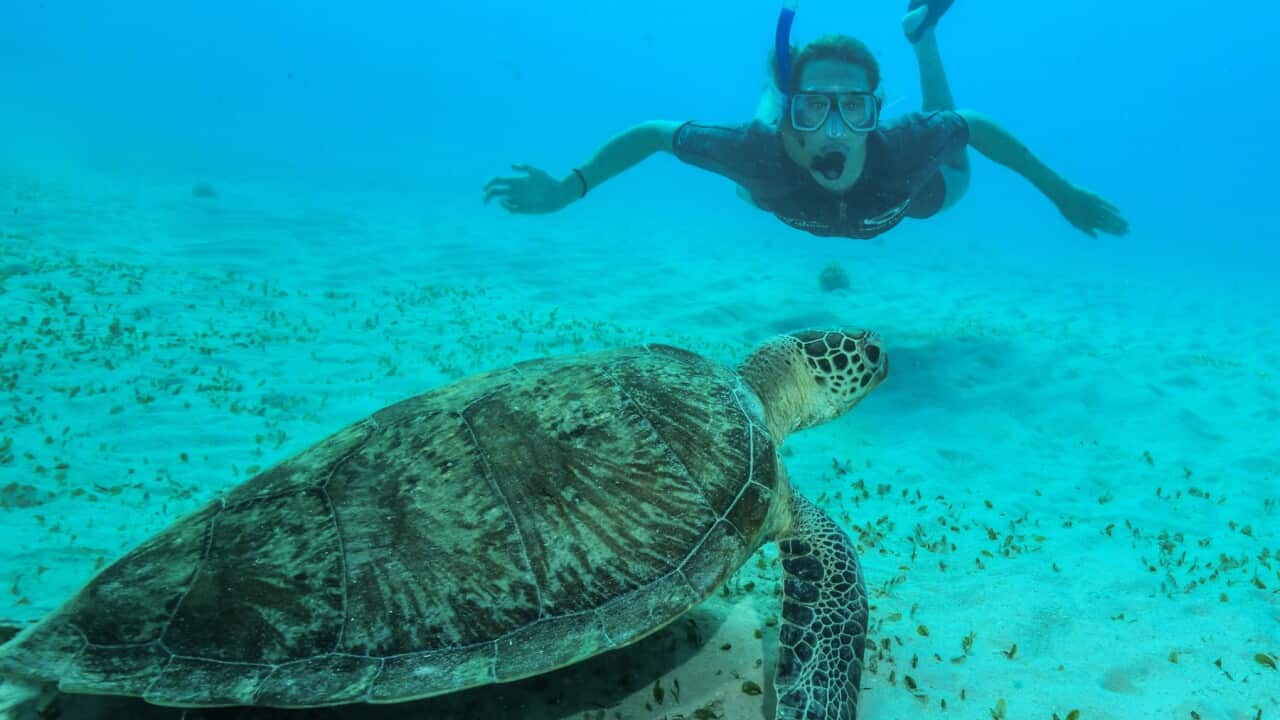 reef