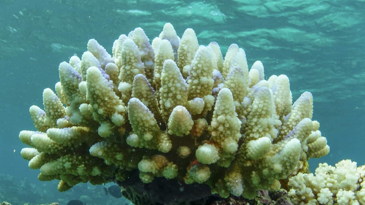 Australia Barrier Reef