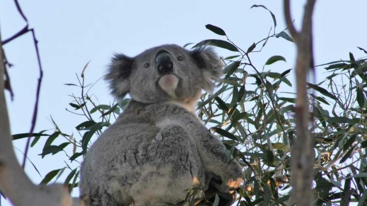 Secret of koalas' diet.