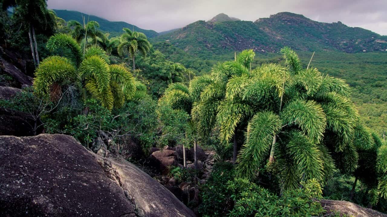 Foxtail palms, endemic to Cape Melville, Cape York Peninsula. (Credit: Kerry Trapnell)