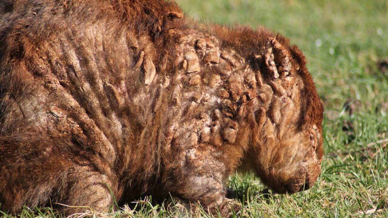 WOMBAT SKIN DISEASE