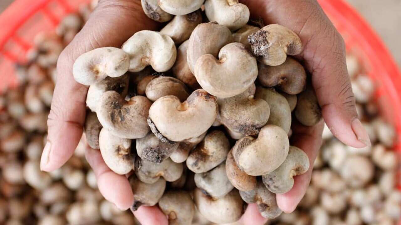 Cambodia cashew.jpg