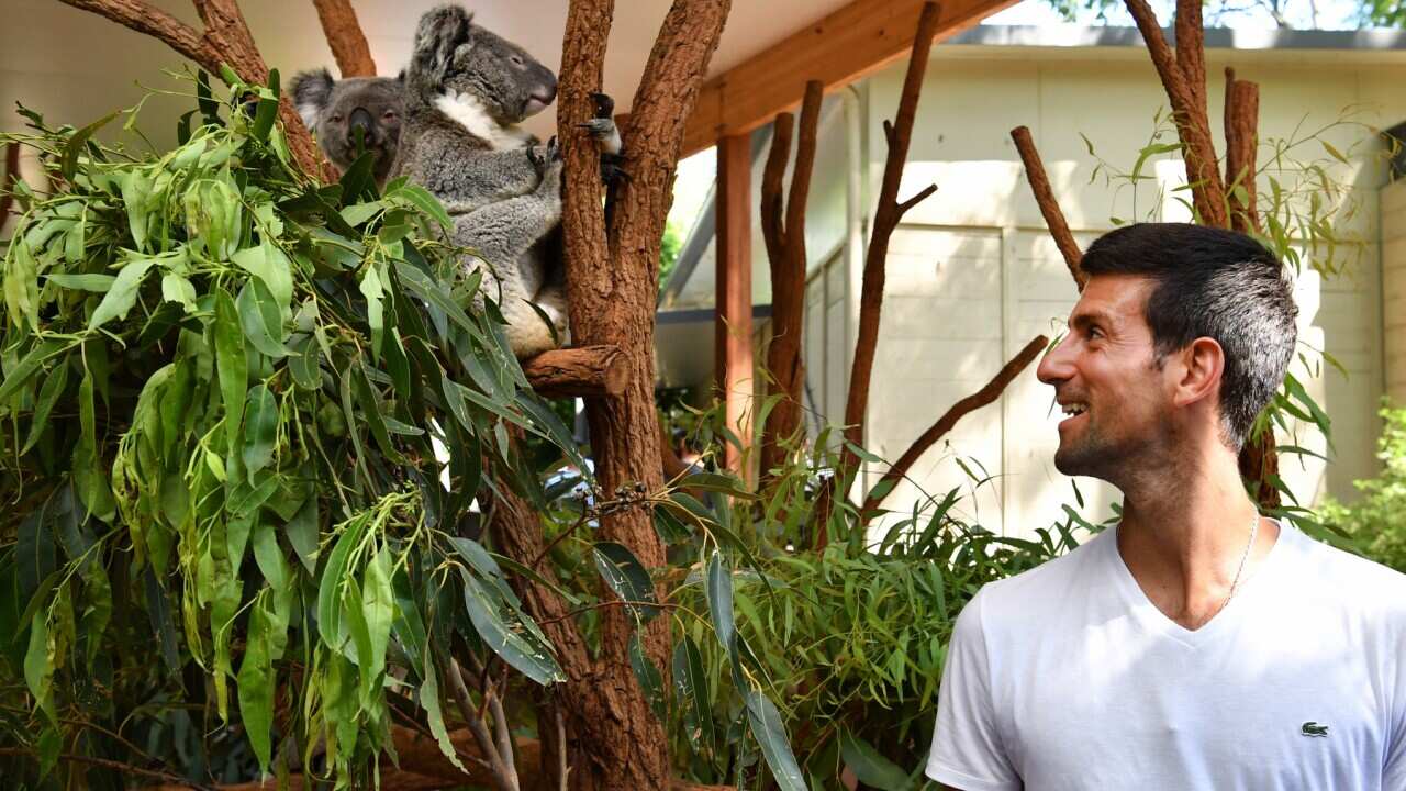 Novak Djokovic of Serbia is seen with a Koala during a visit to the Lone Pine Koala Sanctuary in Brisbane.