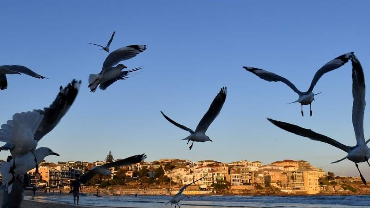 Seagulls at Bondi Beach in Sydney.