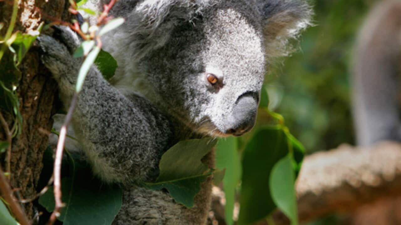 koala_generic_Getty_101117_B_1757061840