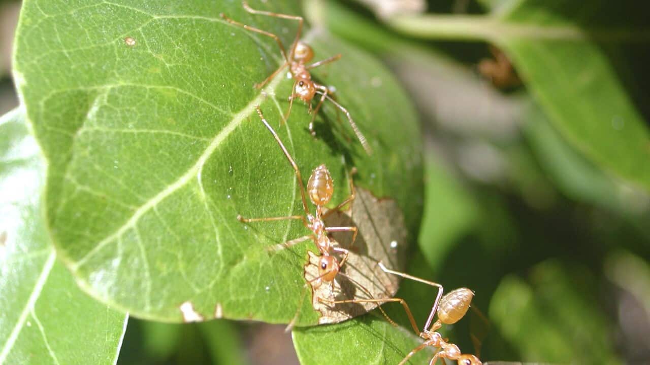 The yellow crazy ant is an invasive species currently threatening wildlife in several parts of Australia