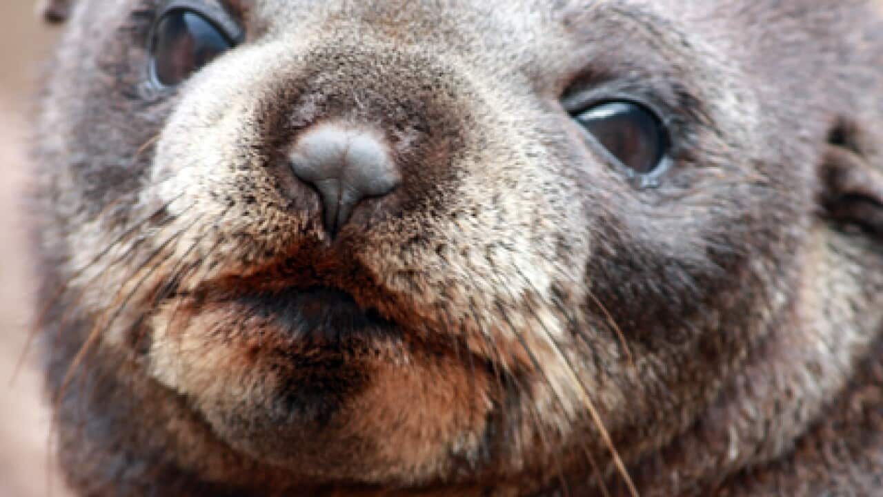 gold_coast_seal_b_270910_aap_1418966484