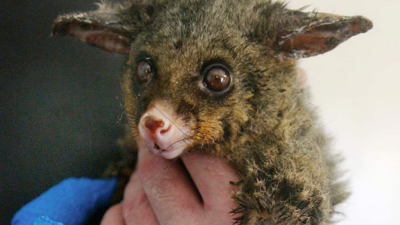 An injured brushtail possum retrieved from bushfires in Penrith, near Sydney