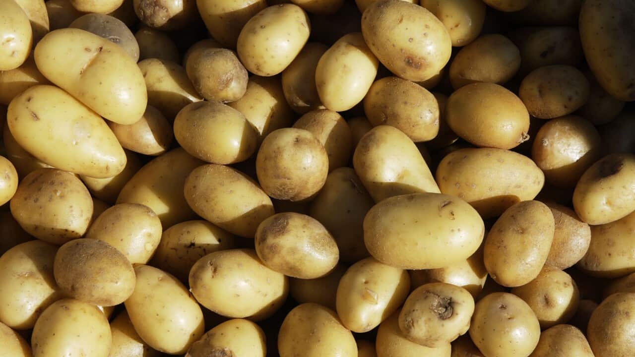 Potatoes (File: AAP/Mary Evans/Ardea/M. Watson)