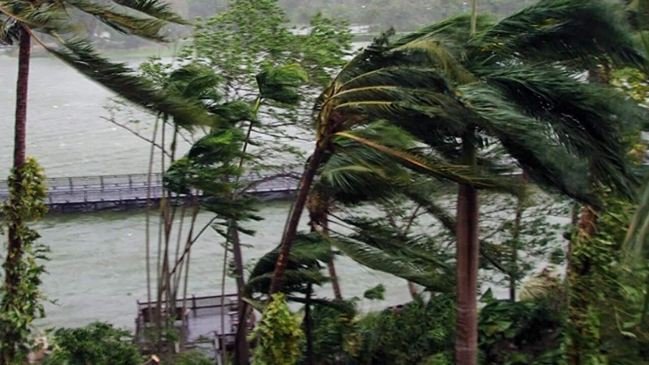 cyclone_palm_tree_L_111225_ap_839834578