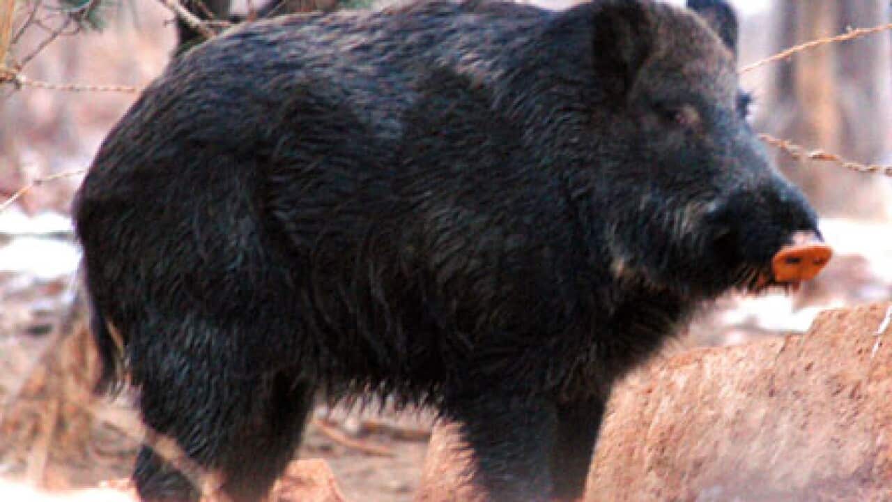 wild_boar_100903_b_aap_1032846756