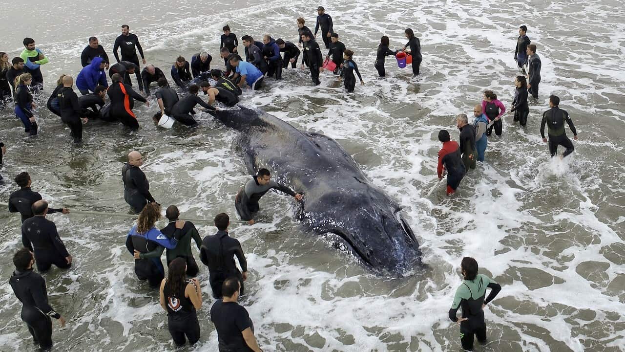 Members of the Argentine Naval Prefecture and volunteers work on rescuing a stranded humpback whale in Mar del Plata, (AP Photo/Pablo Hugo Funes)