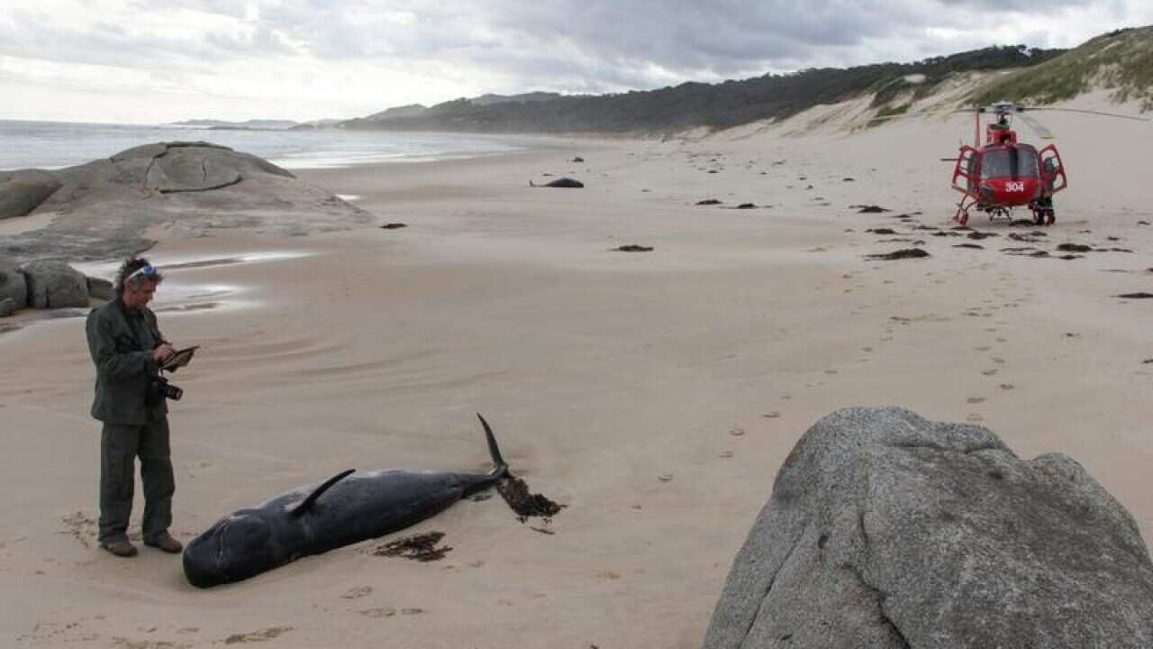 Whales stranded on a beach.