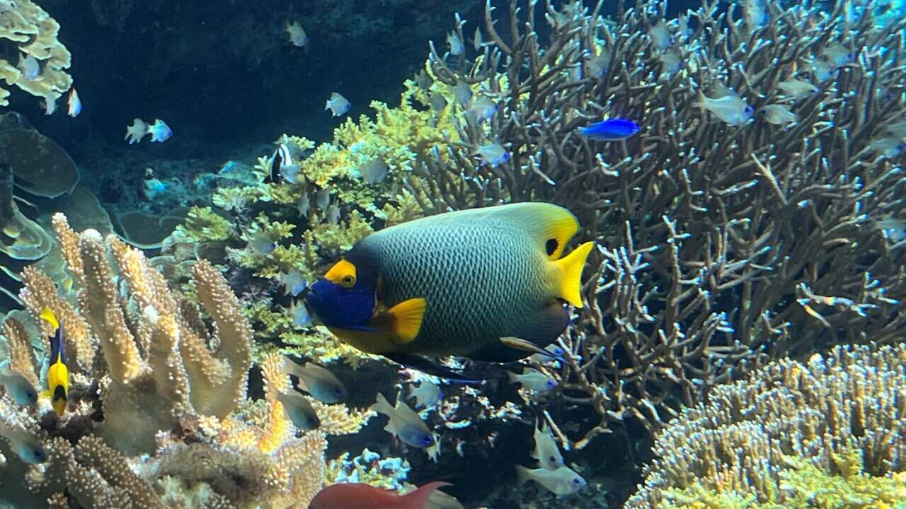 Coral reefs facing irreversible harm (SBS).jpg