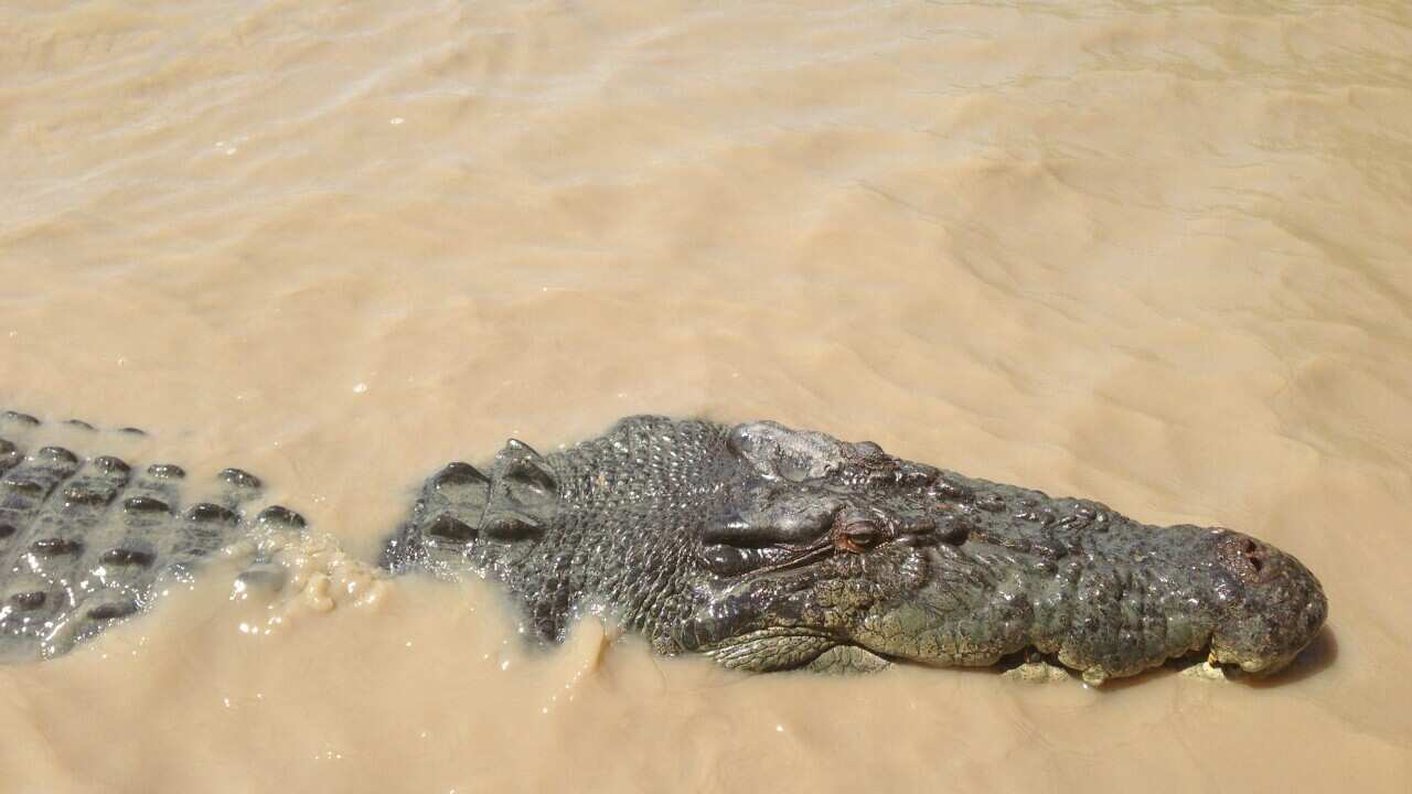 Crocodile