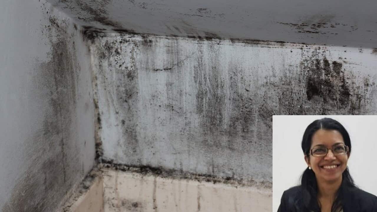Indoor Mold