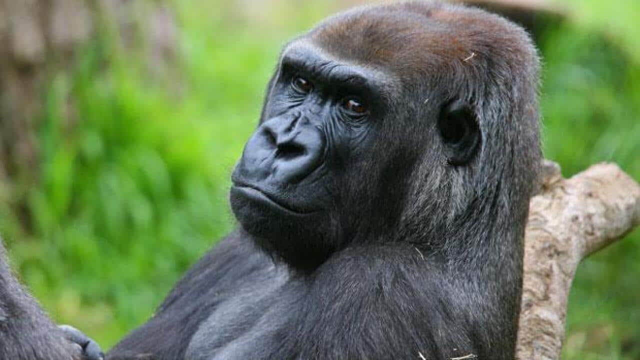 a Melbourne Zoo gorilla has died.
